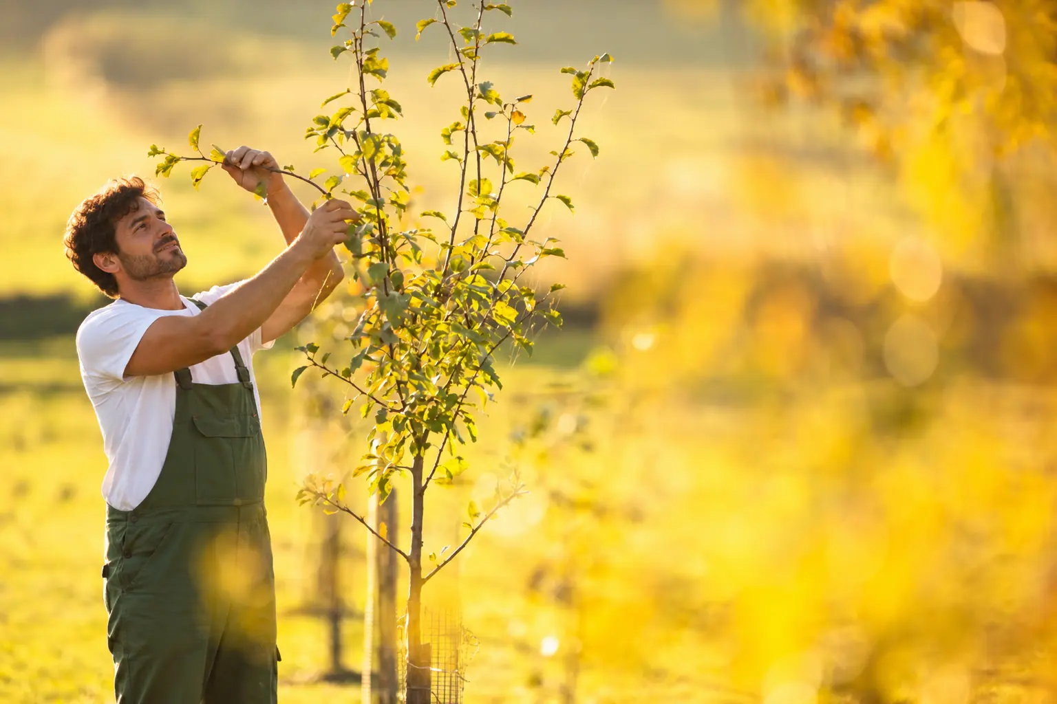 Agricoltore che controlla i rami di un giovane albero appena piantato, in un campo controluce